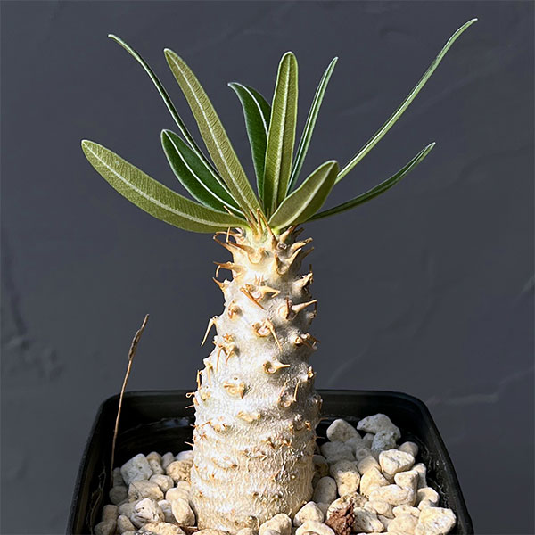 パキポディウム:グラキリス(国内実生苗) 3.5号入り