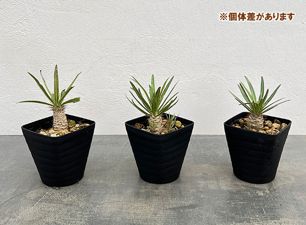 パキポディウム：グラキリス（国内実生苗）　3.5号入り