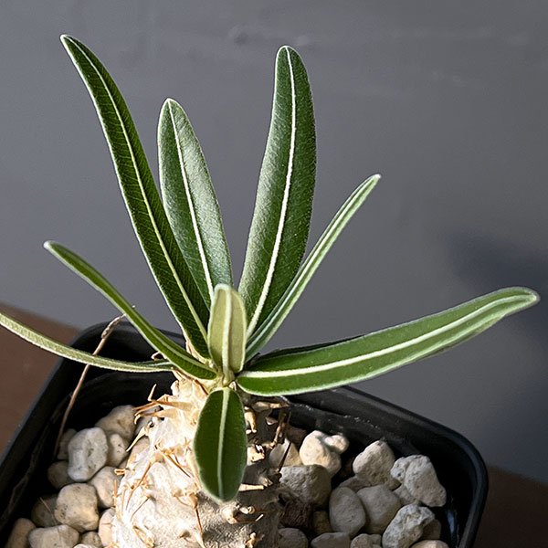 パキポディウム:グラキリス(国内実生苗) 3.5号入り