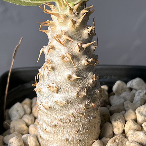 パキポディウム:グラキリス(国内実生苗) 3.5号入り