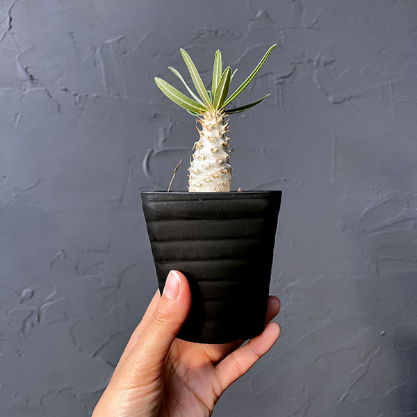 パキポディウム:グラキリス(国内実生苗) 3.5号入り