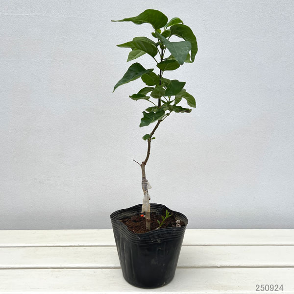 ライラック：ブルームーン4.5号ポット[4～6月頃開花　ラベンダーブルーの八重咲き品種　落葉中高木]