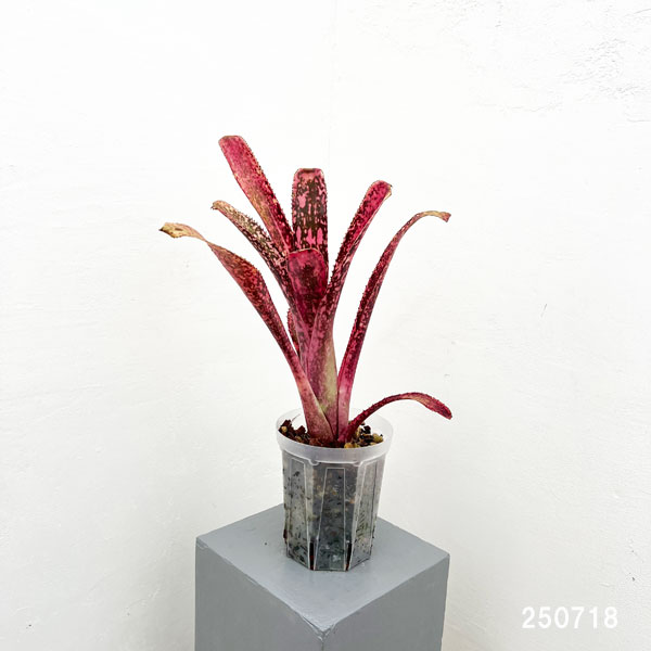 ビルベルギア:オリジナルハイブリット 5号鉢植え