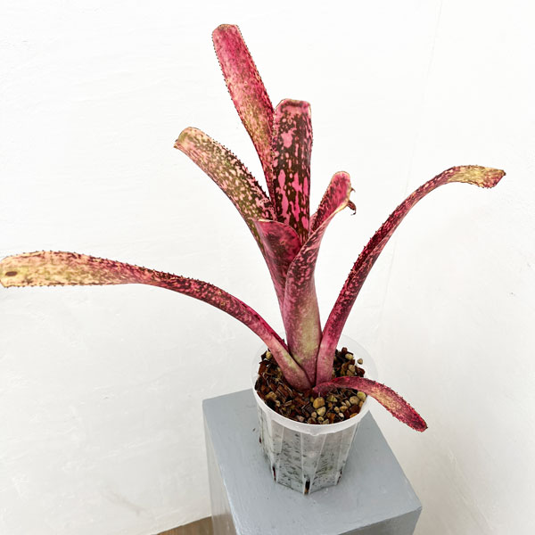 ビルベルギア:オリジナルハイブリット 5号鉢植え