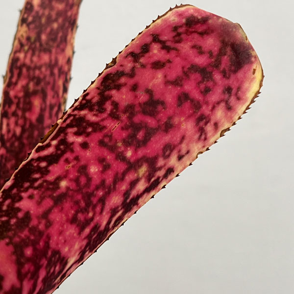 ビルベルギア:オリジナルハイブリット 5号鉢植え