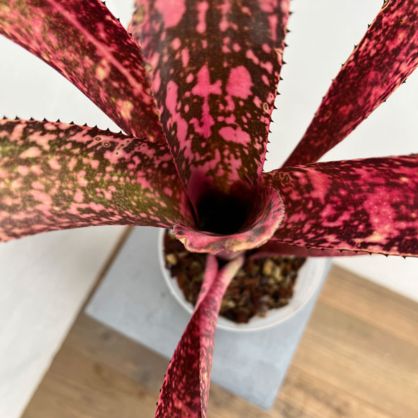 ビルベルギア:オリジナルハイブリット 5号鉢植え