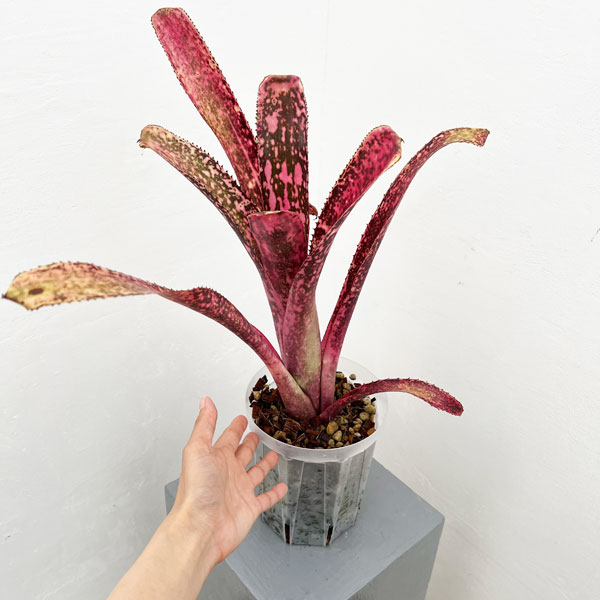 ビルベルギア:オリジナルハイブリット 5号鉢植え