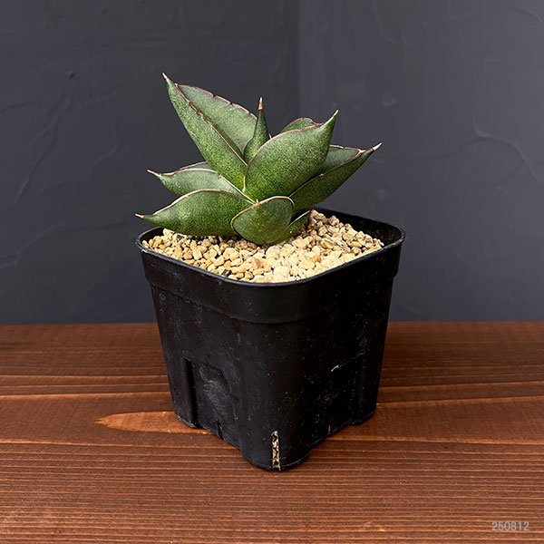 サンスベリア:オペラハウス 3.5号鉢植え