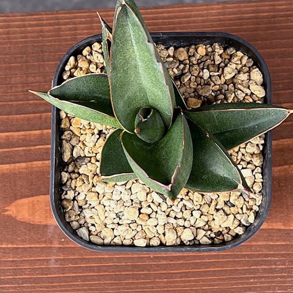 サンスベリア:オペラハウス 3.5号鉢植え