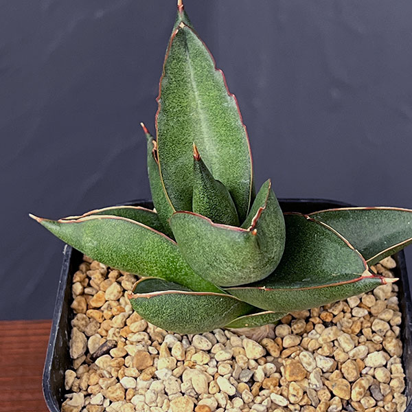 サンスベリア:オペラハウス 3.5号鉢植え