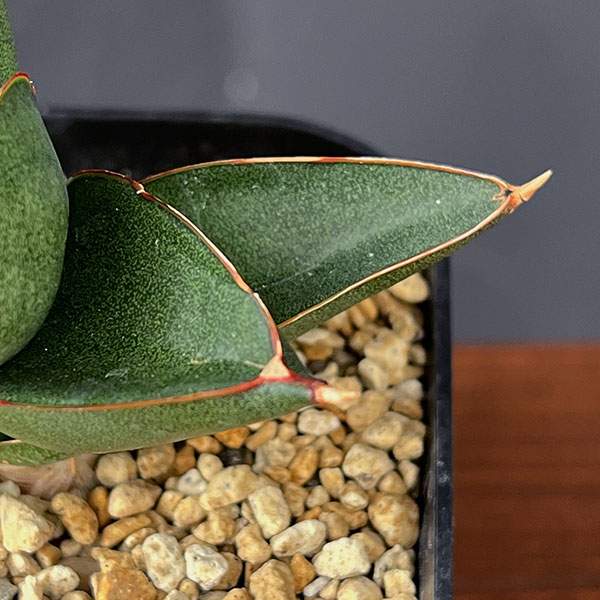 サンスベリア:オペラハウス 3.5号鉢植え