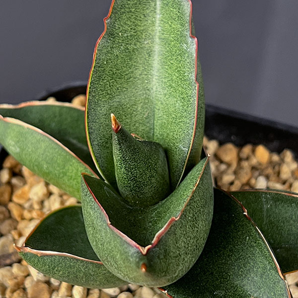 サンスベリア:オペラハウス 3.5号鉢植え
