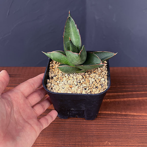 サンスベリア:オペラハウス 3.5号鉢植え