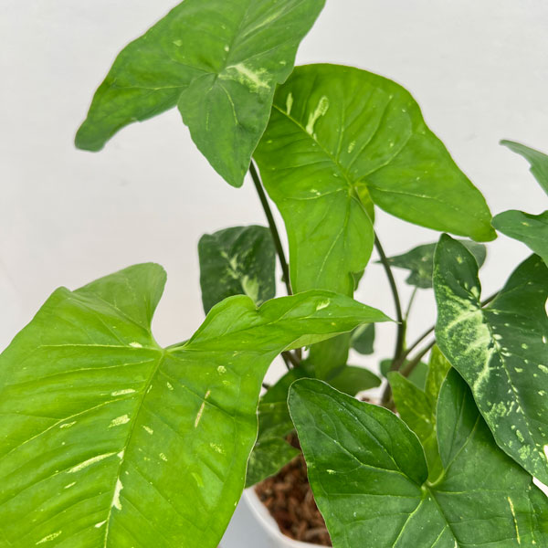 シンゴニウム：パンダ　5号鉢植え