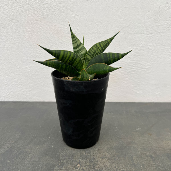 サンセベリア：ミラージュ（ムトモ×バリー×ボンセレンシス）3号鉢植え*