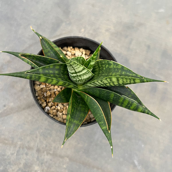サンセベリア：ミラージュ（ムトモ×バリー×ボンセレンシス）3号鉢植え*