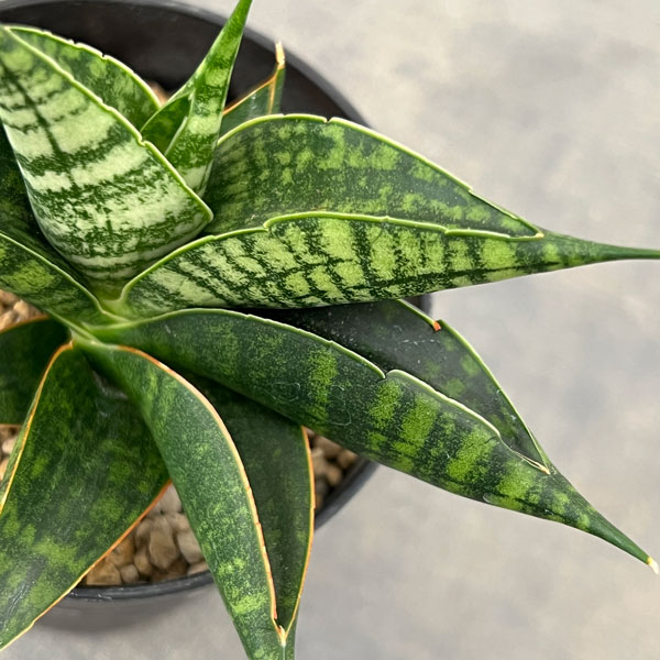 サンセベリア：ミラージュ（ムトモ×バリー×ボンセレンシス）3号鉢植え*
