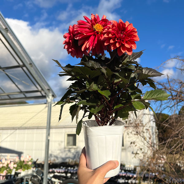 ダリア:ラベラ・グランデ チョコレートアプリコット3.5号ポット