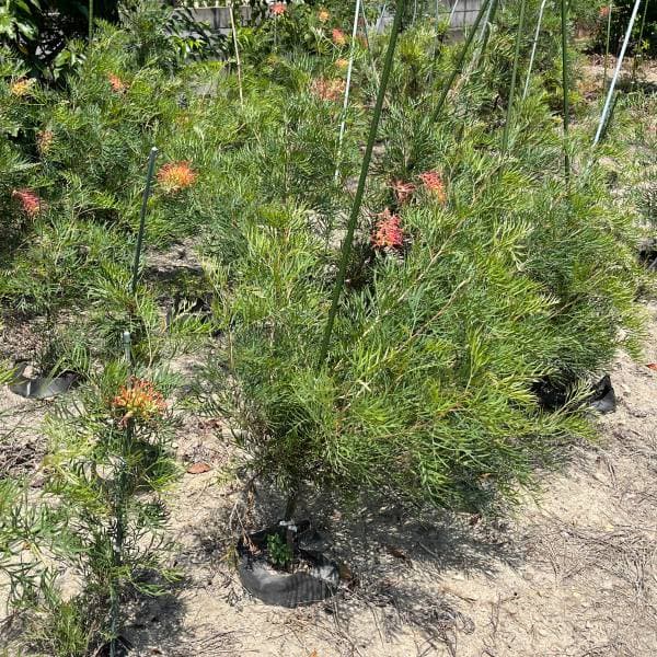 グレビレア：ココナッツアイス10号地中ポット植え樹高1m