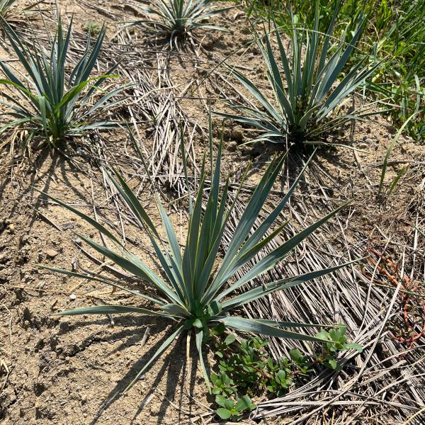 ユッカ:ロストラータ草丈30cm根巻き
