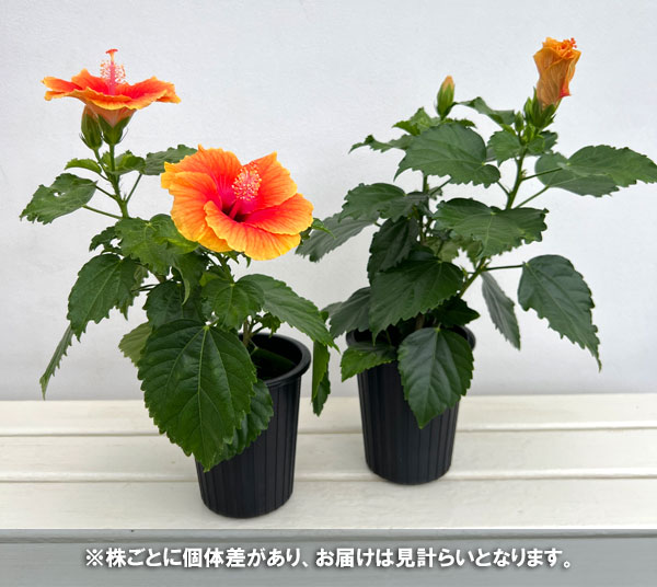 園芸ネット本店｜ハイビスカス（ニューロングライフ）：アポロガーデン
