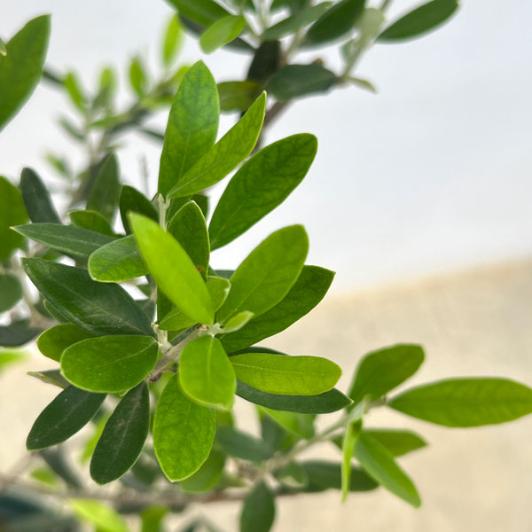 オリーブ：コロネイキ　8号鉢植え