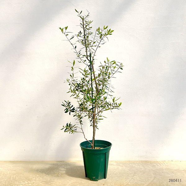 園芸ネット本店｜オリーブ：コロネイキ 8号鉢植え の通販【公式】