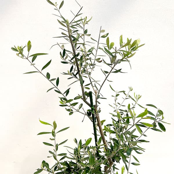園芸ネット本店｜オリーブ：コロネイキ 8号鉢植え の通販【公式】