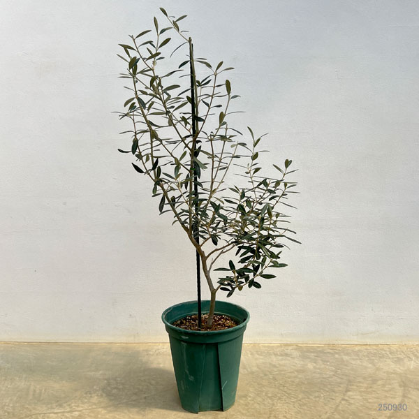 オリーブ：モライオロ　8号鉢植え*