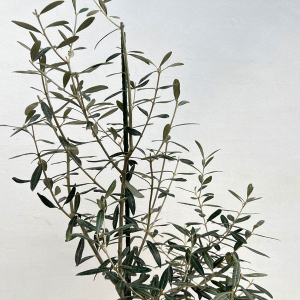 オリーブ：モライオロ　8号鉢植え*