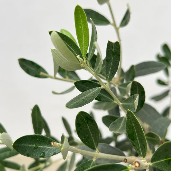 オリーブ：グリニャン　8号鉢植え