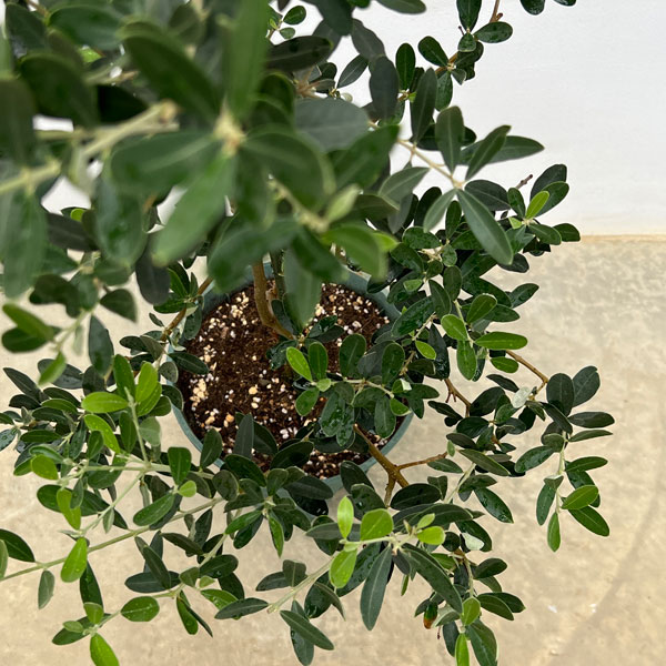 オリーブ：グリニャン　8号鉢植え