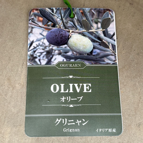 オリーブ：グリニャン　8号鉢植え