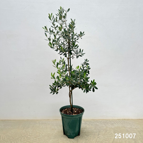 オリーブ：グリニャン　8号鉢植え