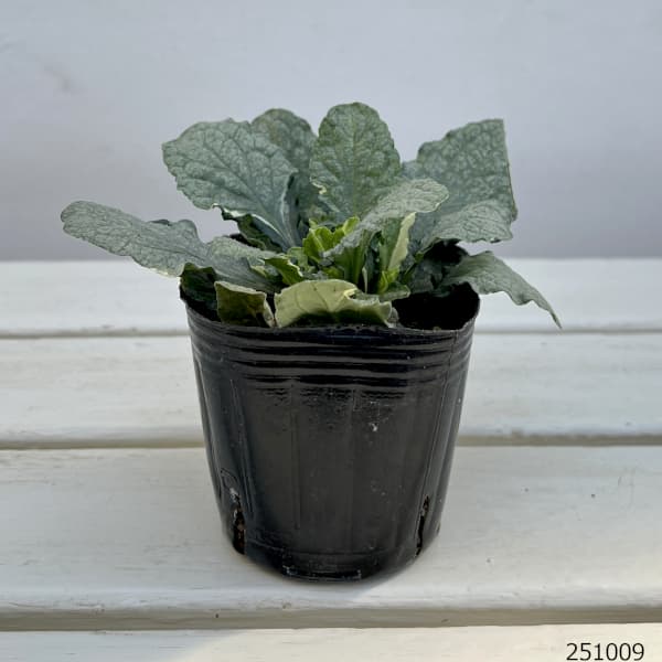 [送料無料]アジュガ：シルバーシフォン3号ポット 12株セット