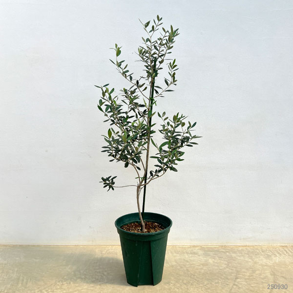 オリーブ：カリフォルニア クイーン（UC13A6）　8号鉢植え