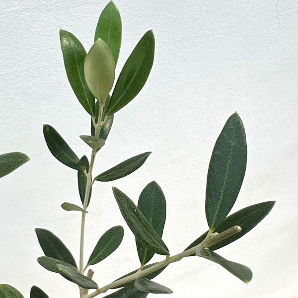 オリーブ：カリフォルニア クイーン（UC13A6）　8号鉢植え