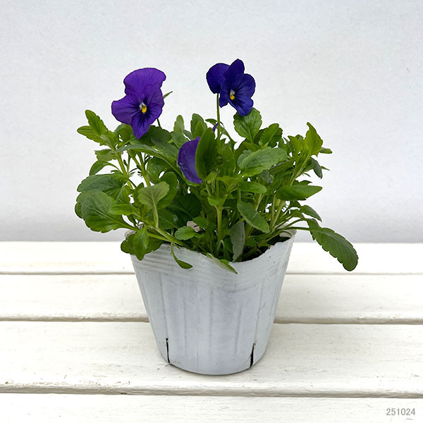 パンジー（ほふく性）：プレンティフォール　ブルー3～3.5号ポット