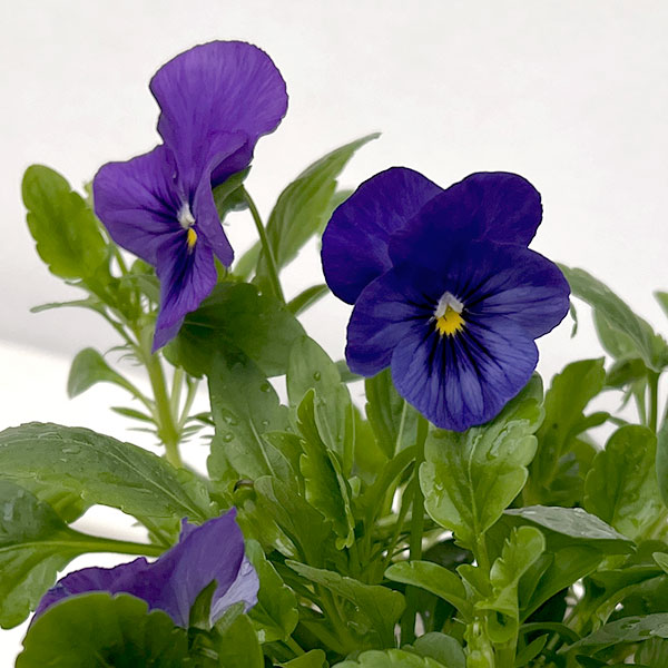 パンジー（ほふく性）：プレンティフォール　ブルー3～3.5号ポット