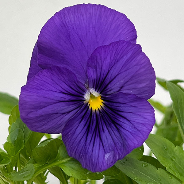 パンジー（ほふく性）：プレンティフォール　ブルー3～3.5号ポット