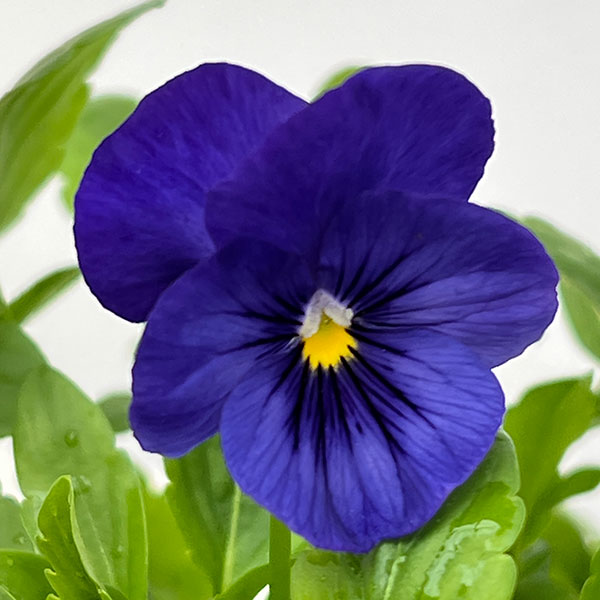 パンジー（ほふく性）：プレンティフォール　ブルー3～3.5号ポット