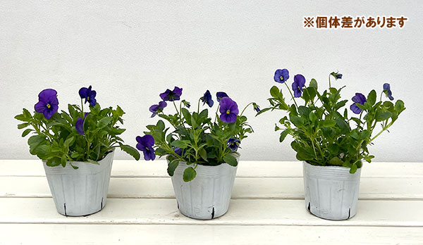 パンジー（ほふく性）：プレンティフォール　ブルー3～3.5号ポット