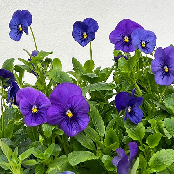 パンジー（ほふく性）：プレンティフォール　ブルー3～3.5号ポット