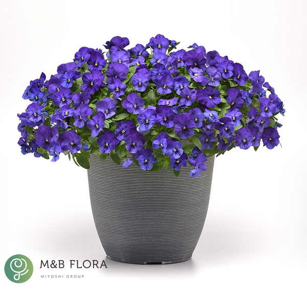 パンジー（ほふく性）：プレンティフォール　ブルー3～3.5号ポット