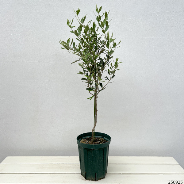 オリーブ：ネバティロブランコ 5号ポット**