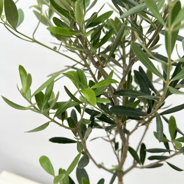 オリーブ：ネバティロブランコ 5号ポット**