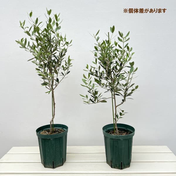 オリーブ：ネバティロブランコ 5号ポット**