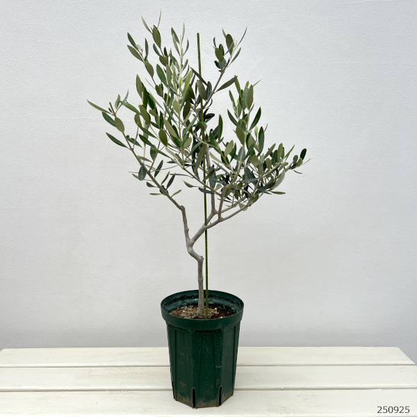 オリーブ：フラントイオ　アポロ　5号鉢植え*