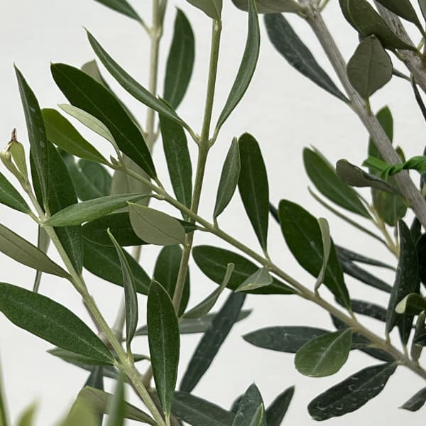 オリーブ：フラントイオ　アポロ　5号鉢植え*