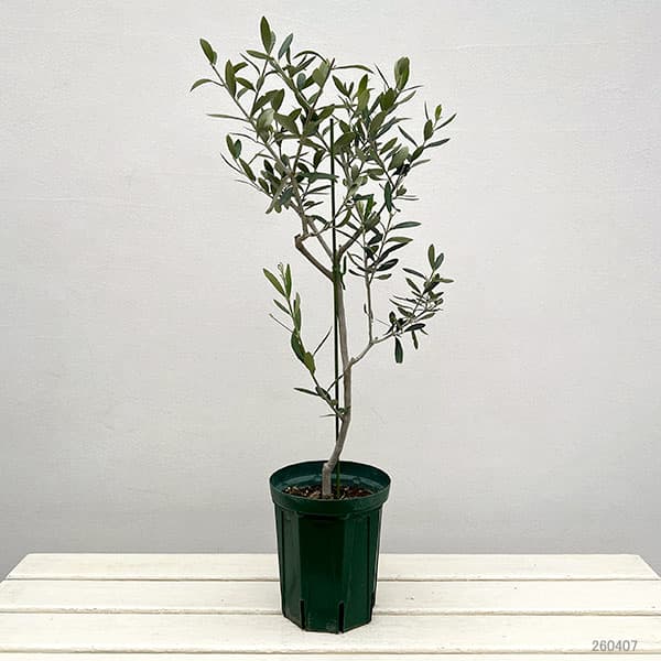 オリーブ：フラントイオ　アポロ　5号鉢植え*